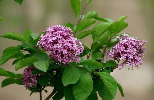 丁香六月激情国产