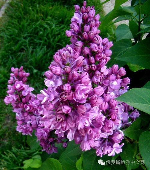 丁香六月激情国产 第3张 丁香六月激情国产 第3张