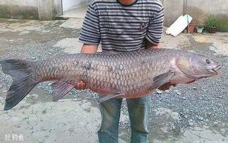 青鱼视频国产在线,国产在线影视盛宴，尽享视听盛宴